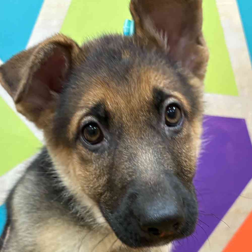 Female German Shepherd puppy named Kayda for sale at Petland Wichita West.