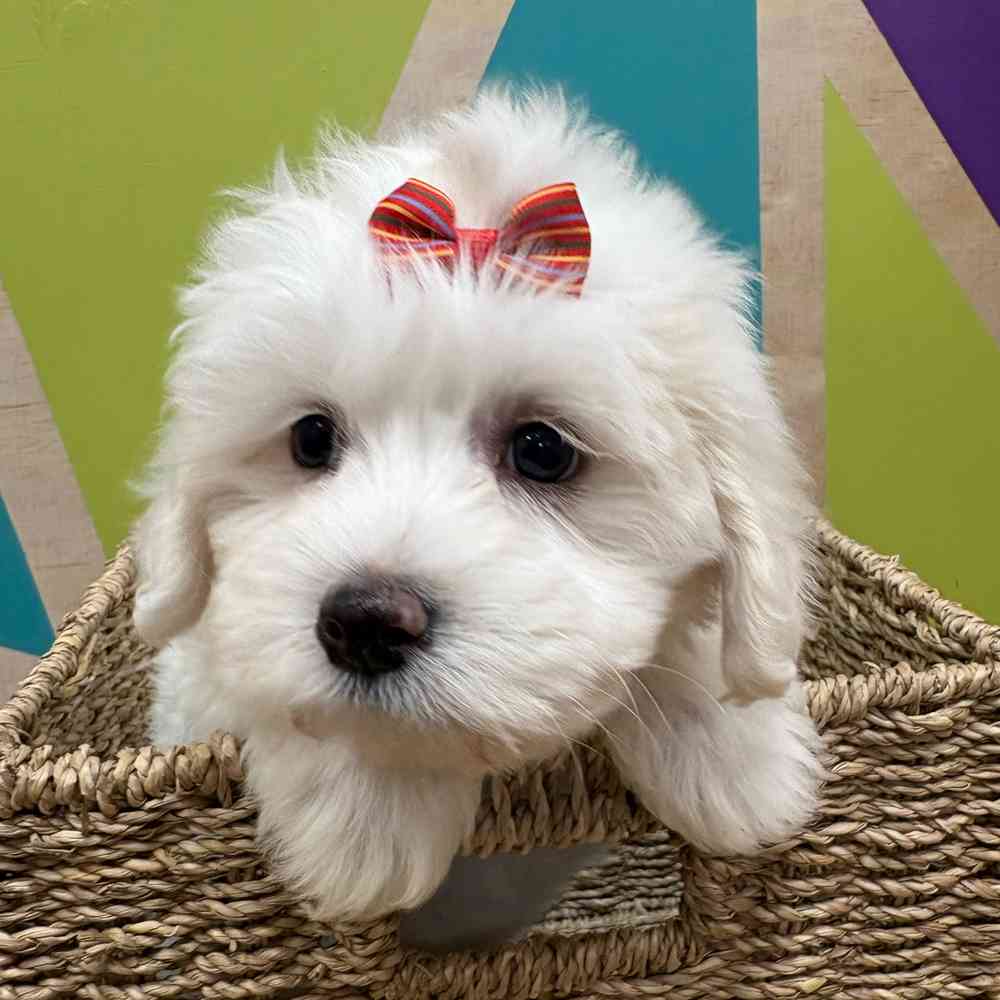 Female Cotonmese puppy named Iris for sale at Petland Wichita West.
