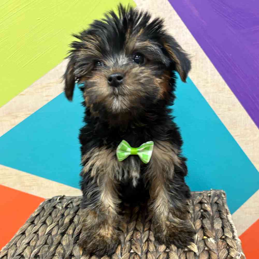 Male Yorkie puppy named Manny for sale at Petland Wichita West.