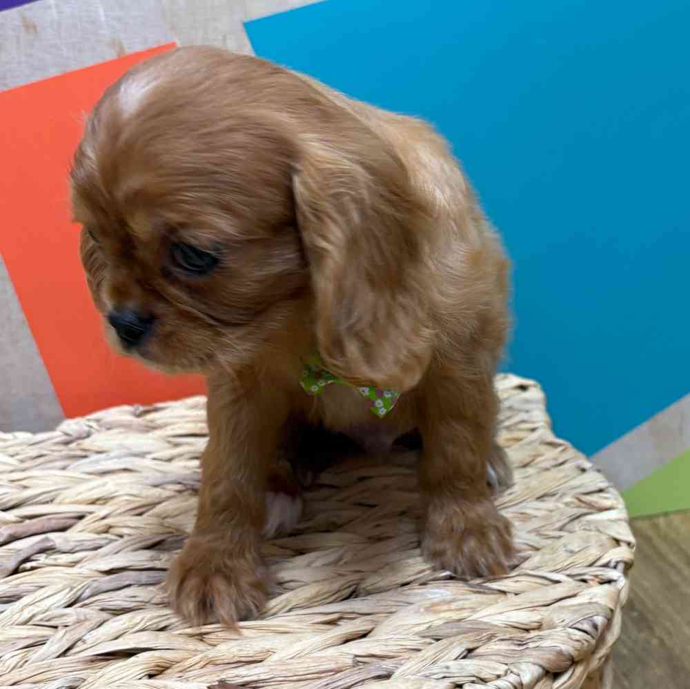 Male Cavalier King Charles Spaniel puppy named Reuben for sale at Petland Wichita West.
