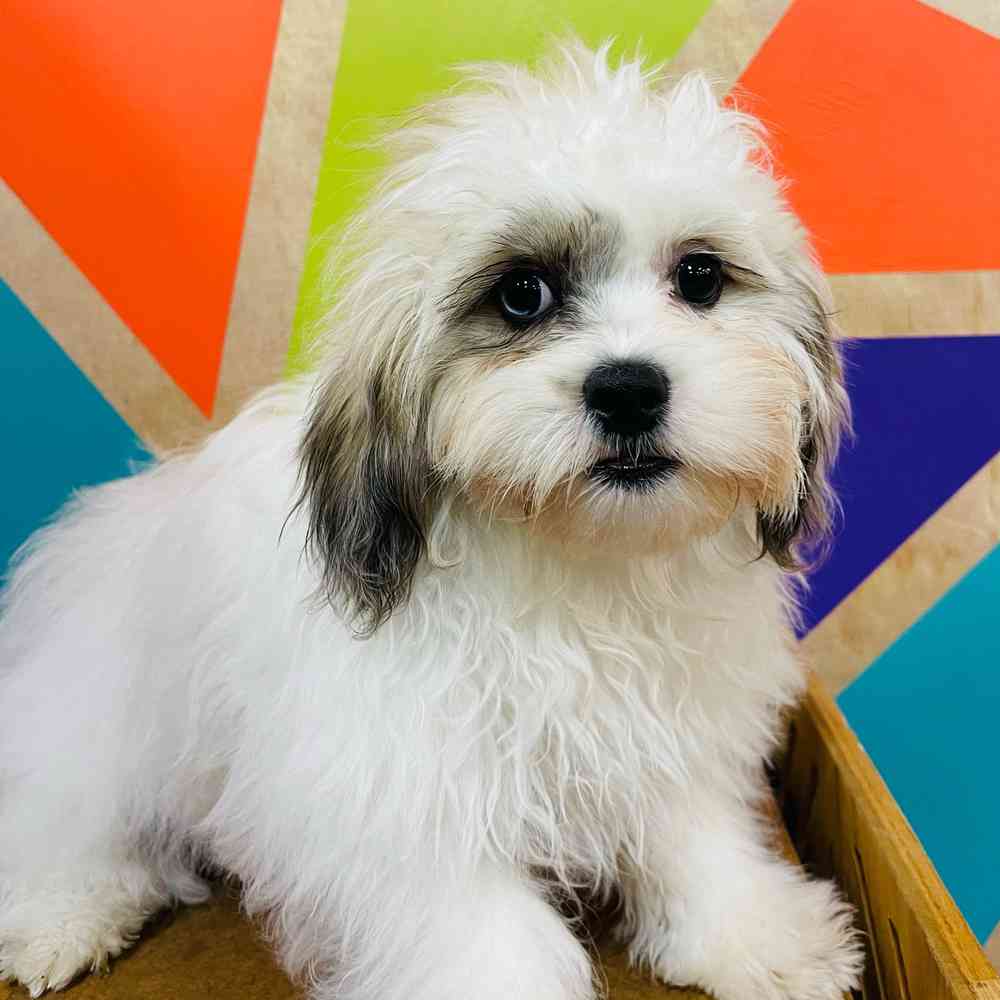 Male Shipoo puppy named Keith for sale at Petland Joplin.