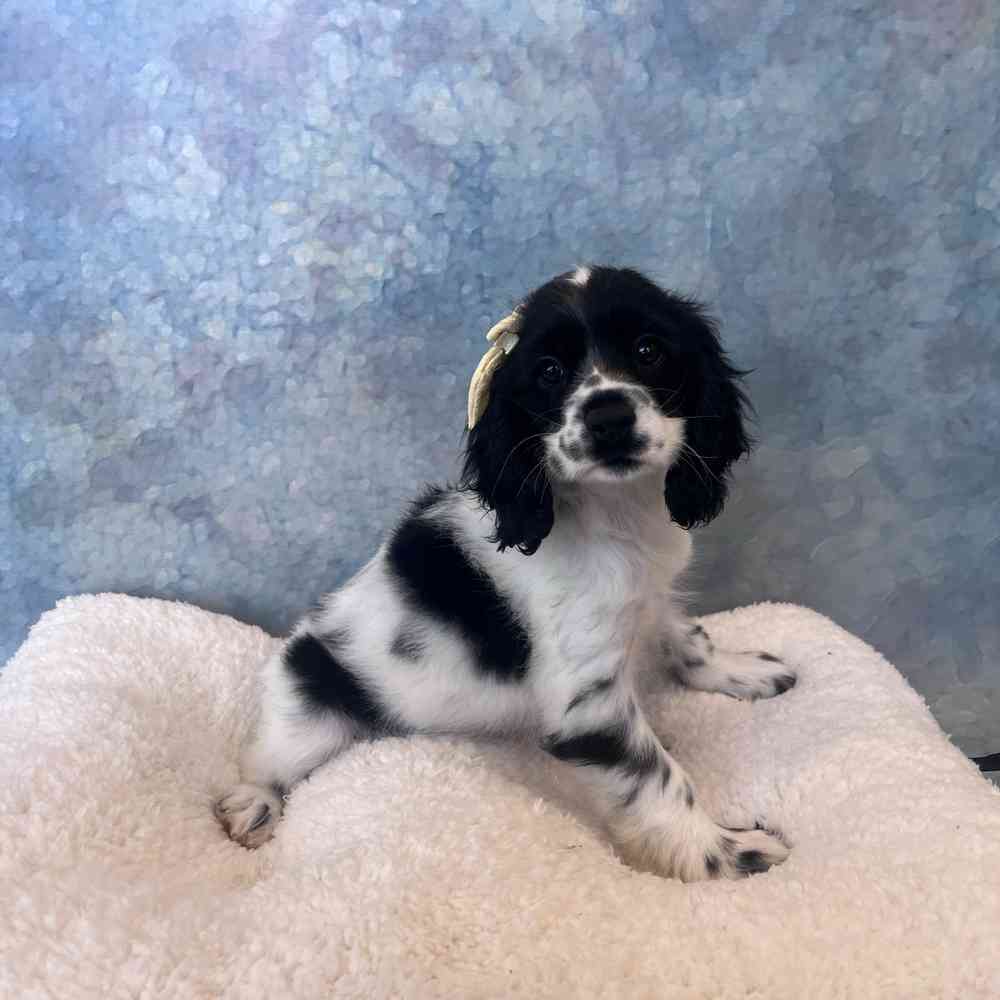 Female Cocker Spaniel puppy named Riley for sale at Petland Wichita West.