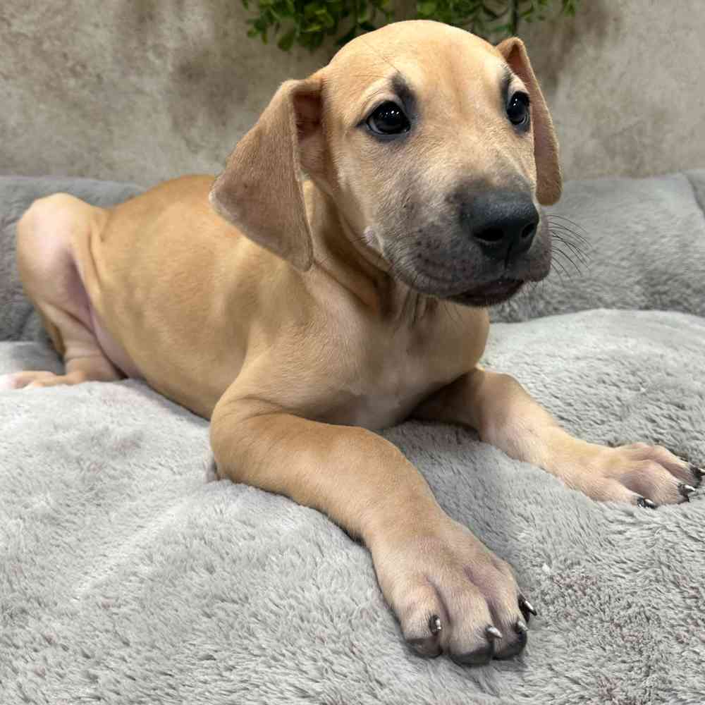 Male Great Dane puppy named Bert for sale at Petland Fayetteville.