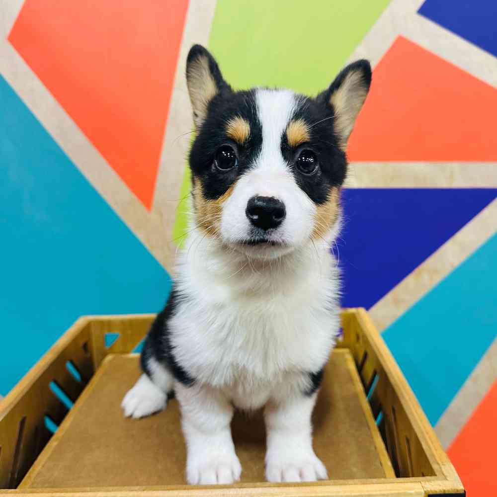 Female Pembroke Welsh Corgi puppy named Critter for sale at Petland Wichita West.