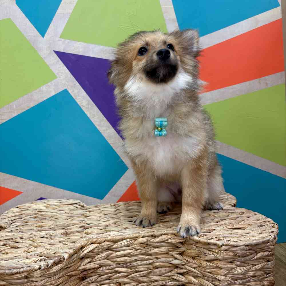 Male Pomeranian puppy named Bear Bear for sale at Petland Wichita West.