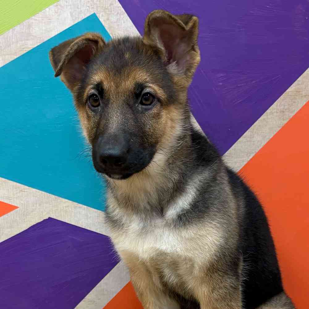 Female German Shepherd puppy named Kayda for sale at Petland Wichita West.