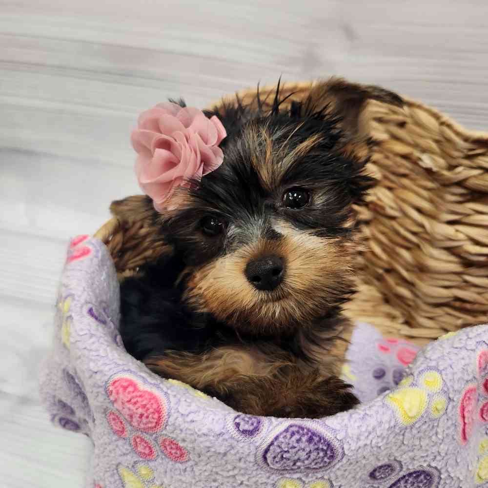 Female Yorkie puppy named Misha for sale at Petland Wichita West.