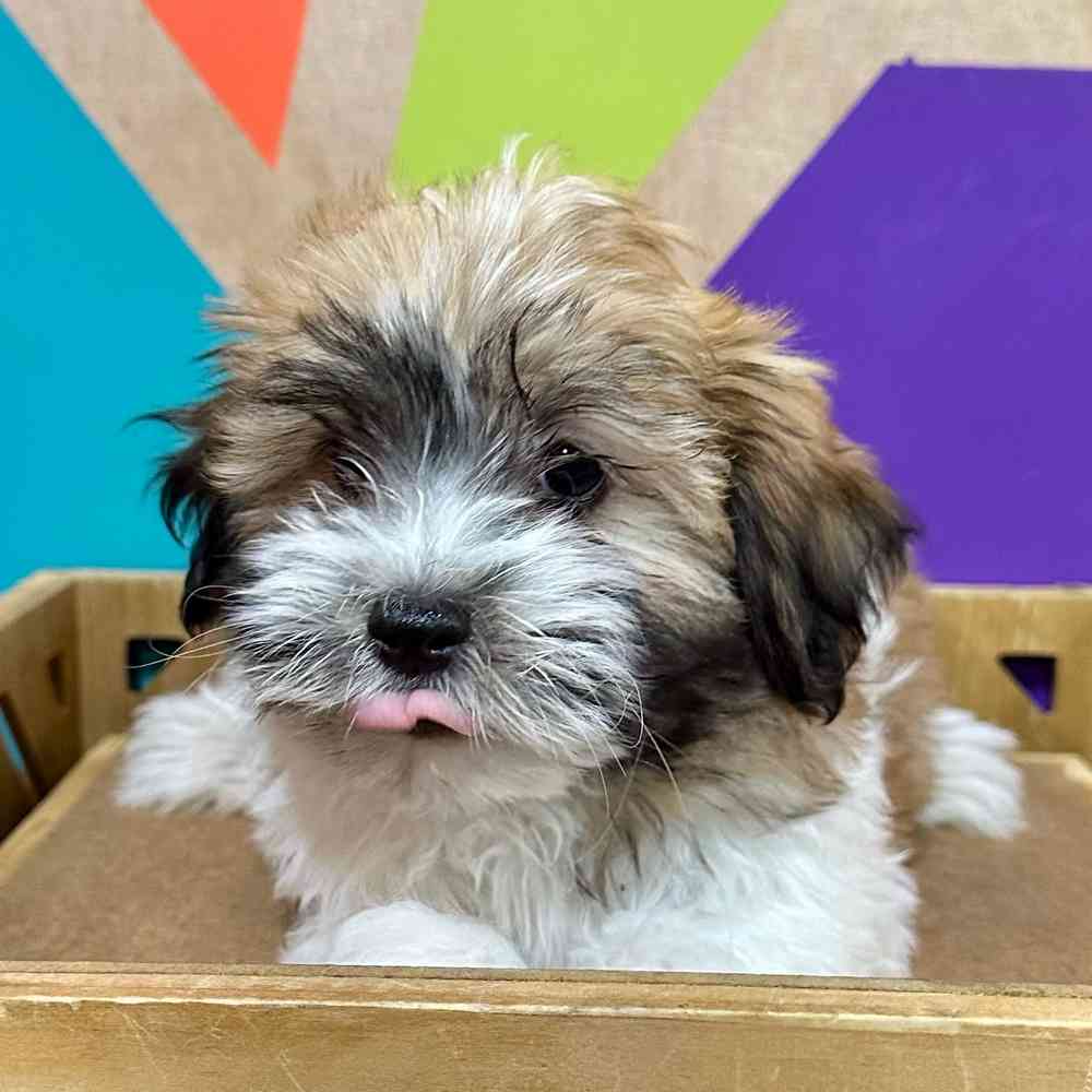 Male Havanese puppy named Kelce for sale at Petland Joplin.