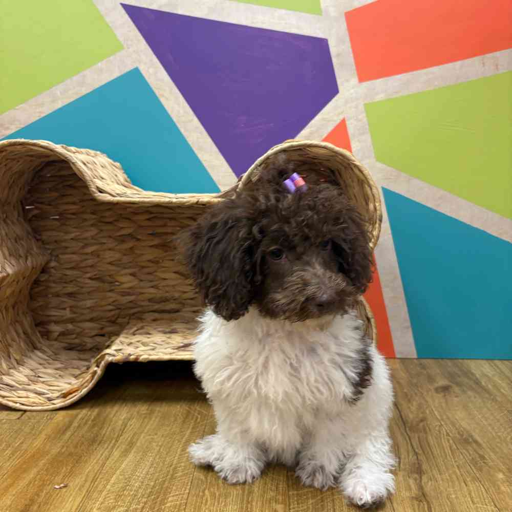 Female Mini Labradoodle puppy named Betty Anne for sale at Petland Wichita West.