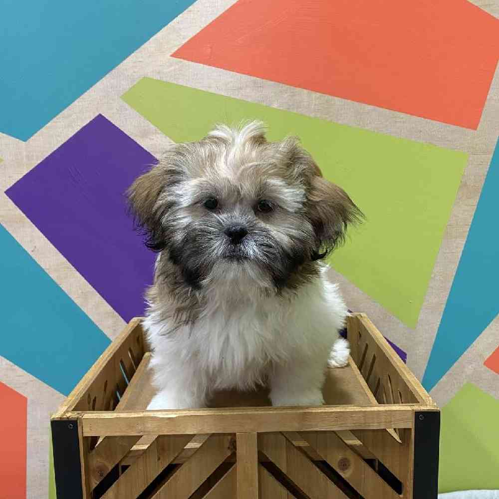 Male Shih Tzu puppy named Hudson for sale at Petland Joplin.