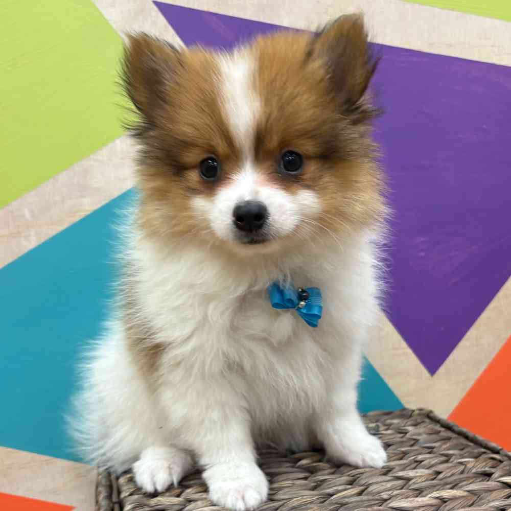 Male Pomeranian puppy named Tiny Tim for sale at Petland Wichita West.