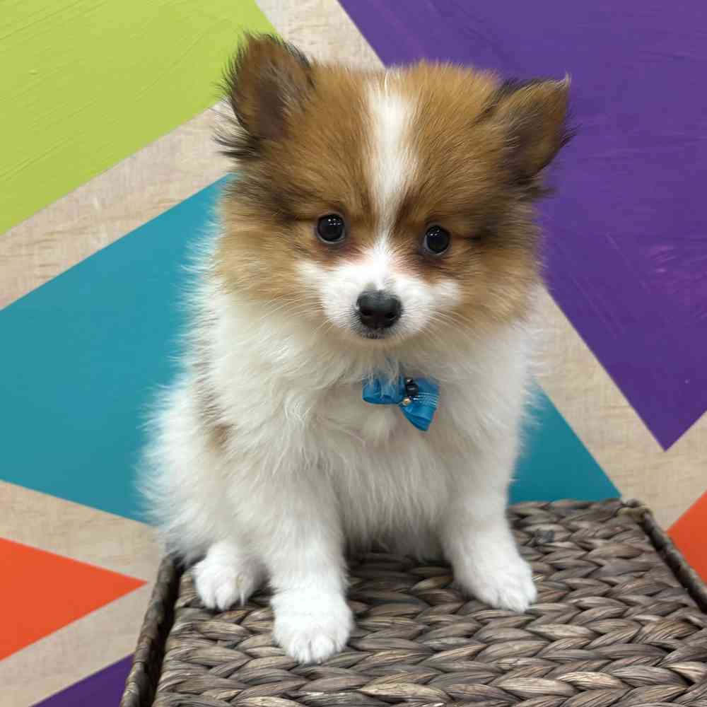Male Pomeranian puppy named Tiny Tim for sale at Petland Wichita West.