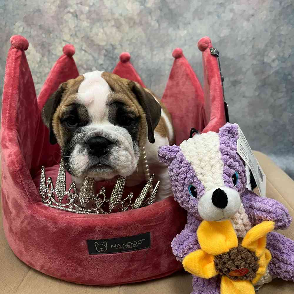 Female English Bulldog puppy named Janet for sale at Petland Joplin.