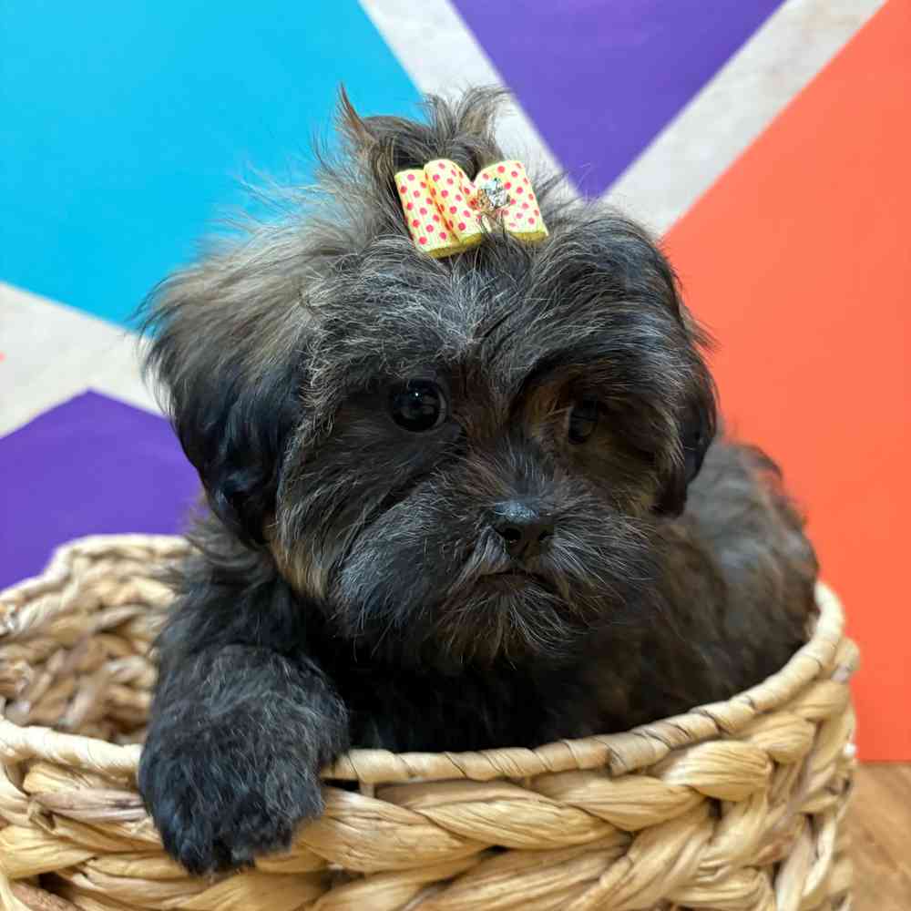 Female Malshi puppy named Bridgette for sale at Petland Wichita West.