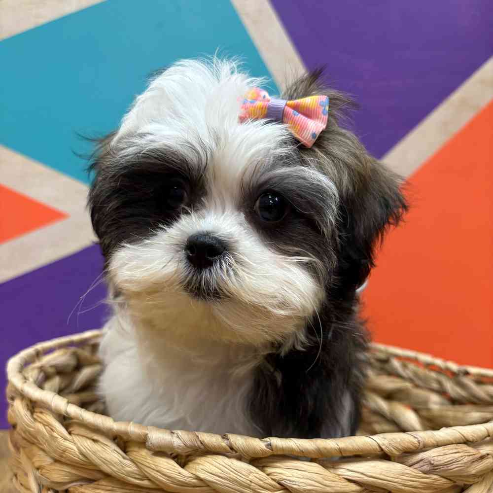 Female Malshi puppy named Fiona for sale at Petland Wichita West.