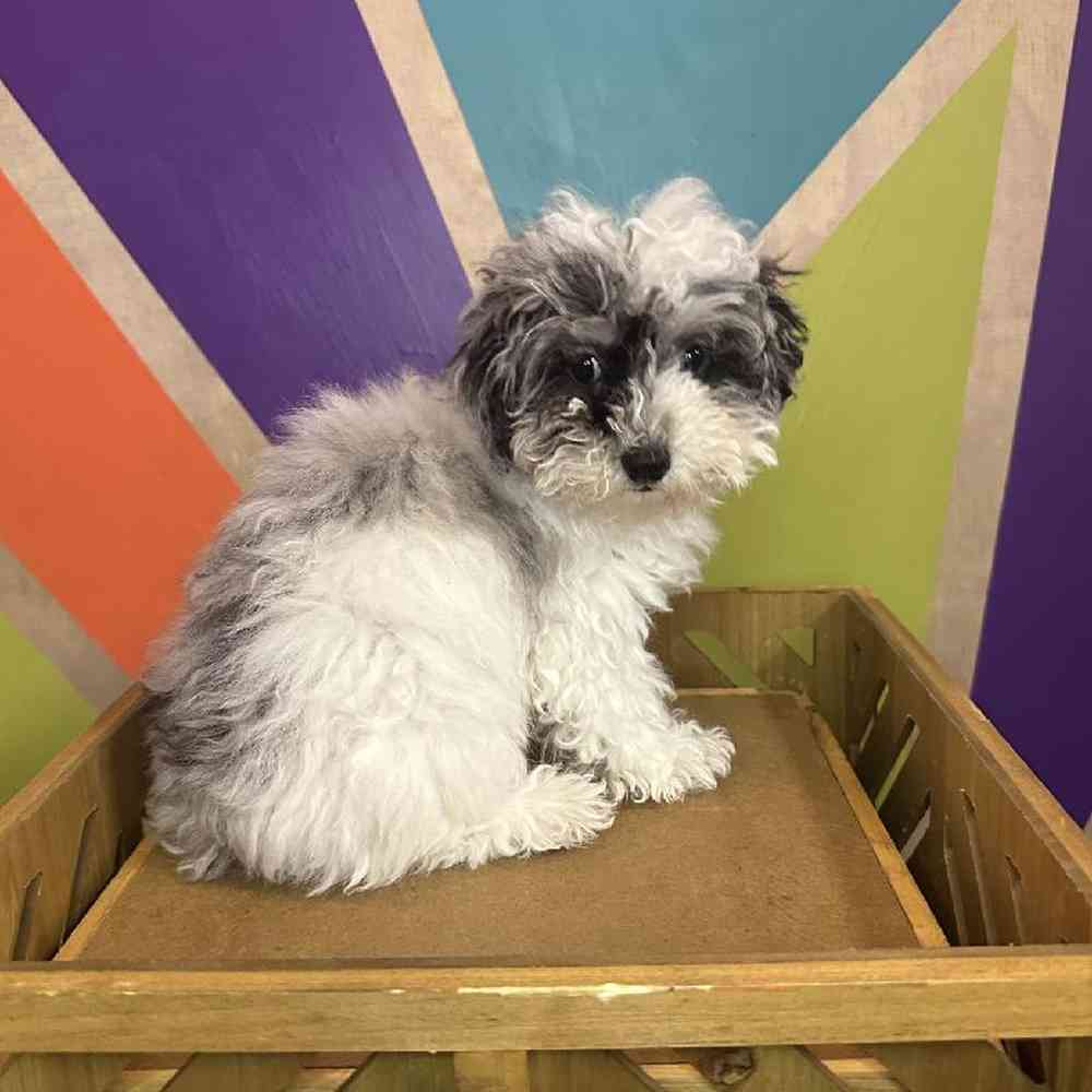 Female Mini Poodle puppy named Panda for sale at Petland Fayetteville.