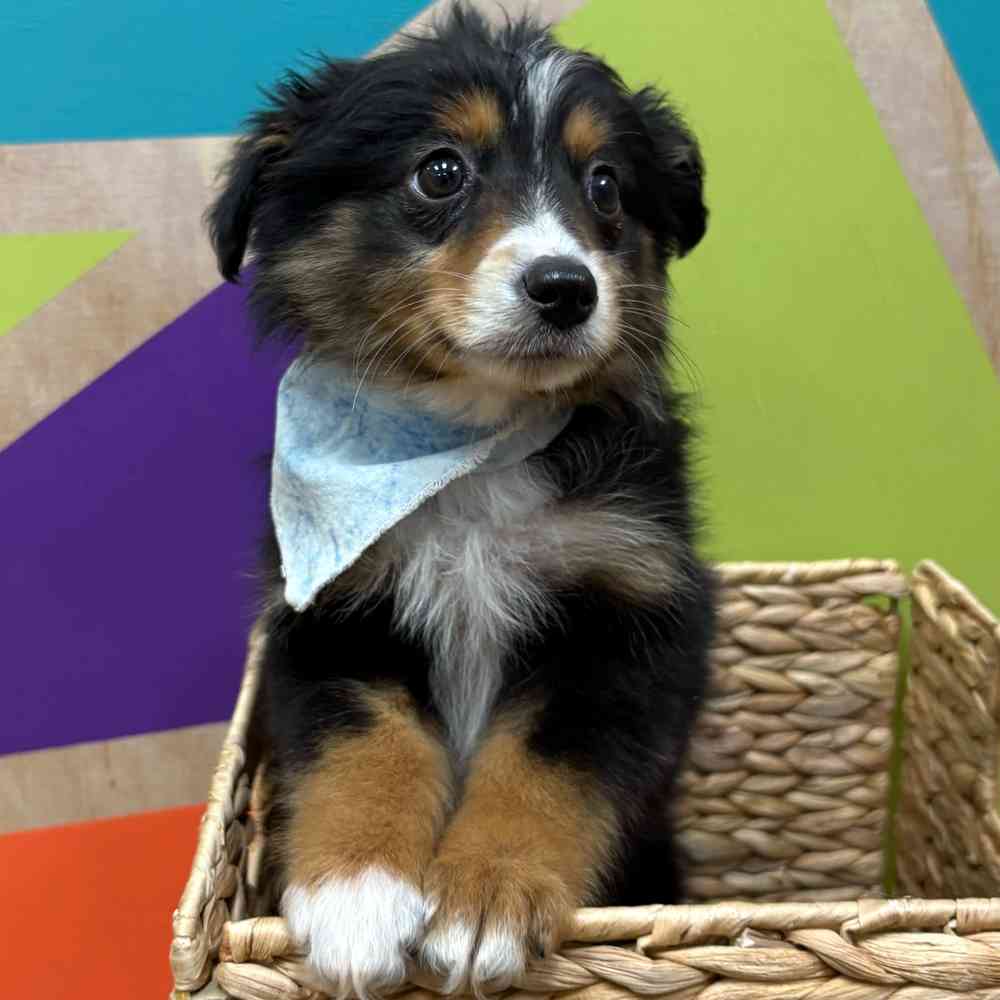 Male Mini Aussie puppy named Jack for sale at Petland Wichita West.