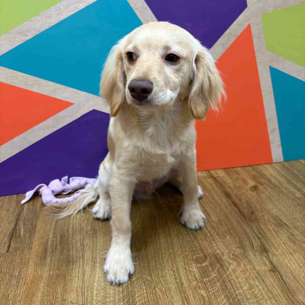 Male F1B Cockapoo puppy named Tommy for sale at Petland Wichita West.