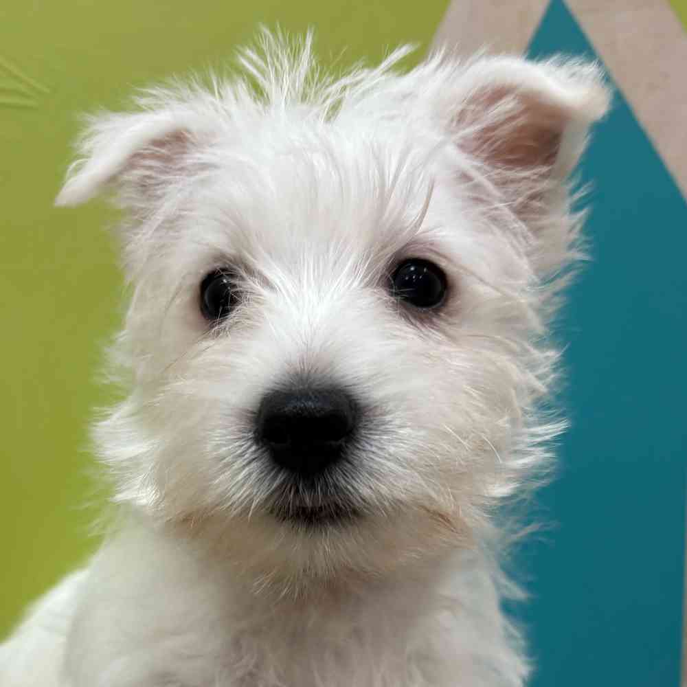 Male West Highland White Terrier puppy named Winston for sale at Petland Wichita West.
