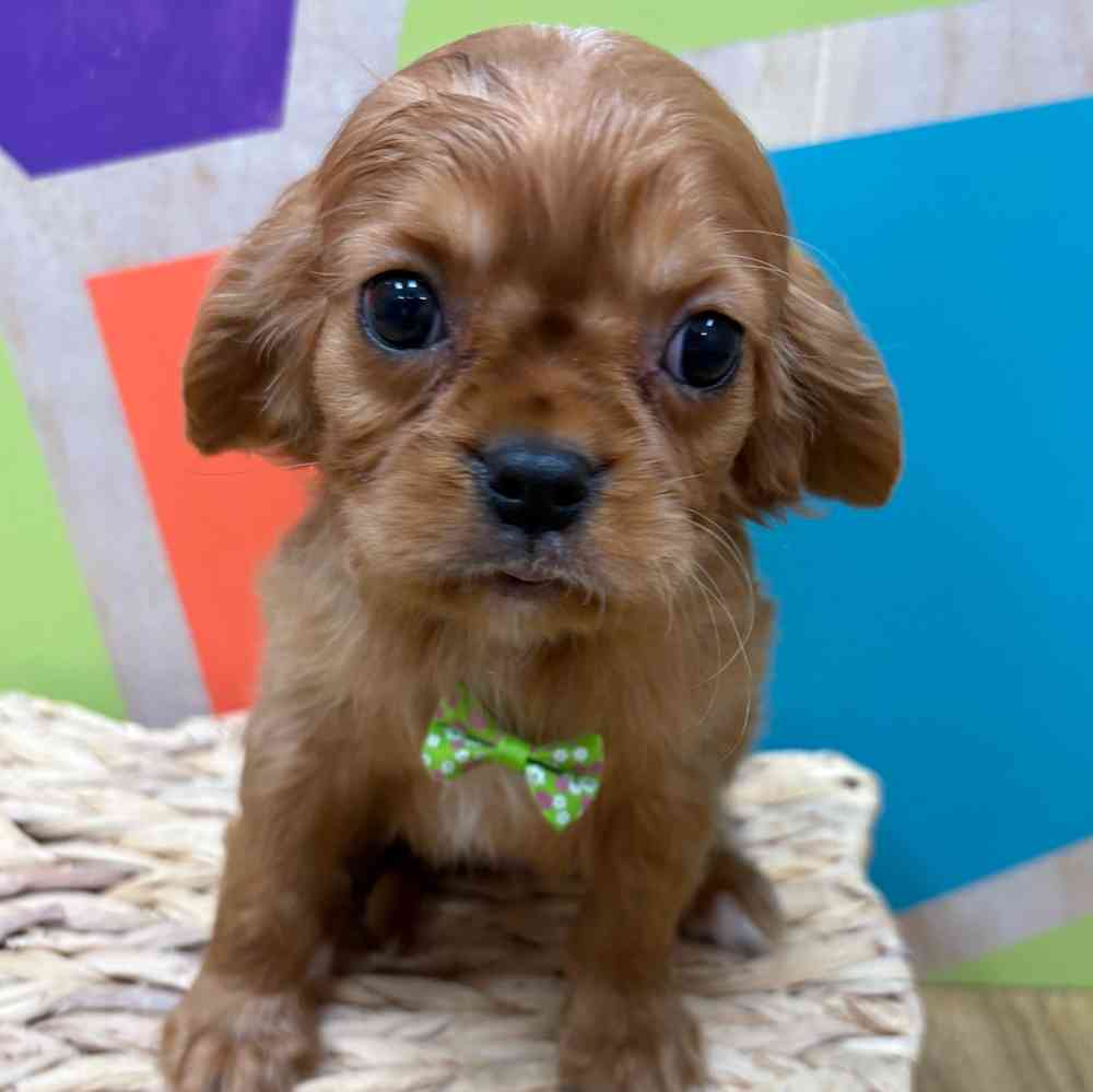 Male Cavalier King Charles Spaniel puppy named Reuben for sale at Petland Wichita West.