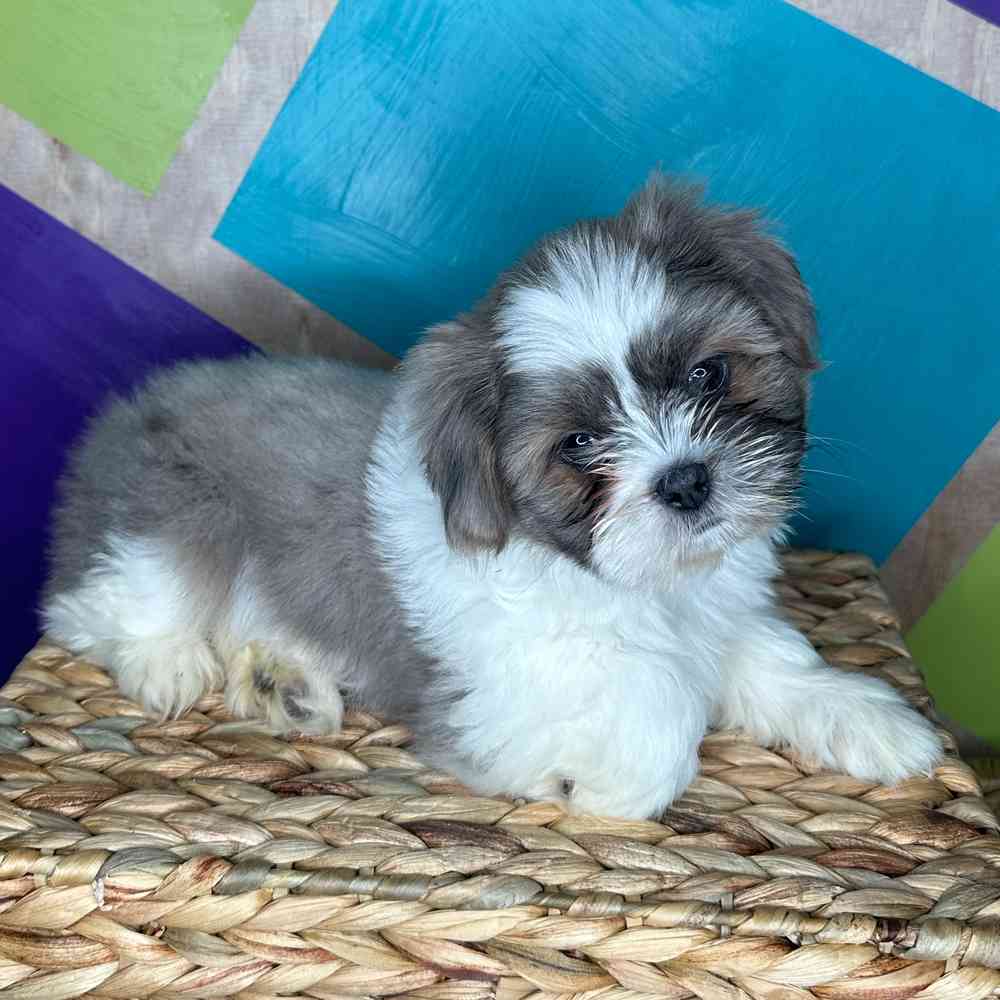Male Shih Tzu puppy named Sunny for sale at Petland Rogers.
