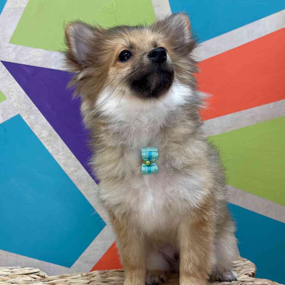 Male Pomeranian puppy named Bear Bear for sale at Petland Wichita West.