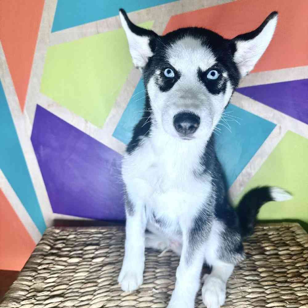 Male Siberian Husky puppy named Wayne for sale at Petland Rogers.