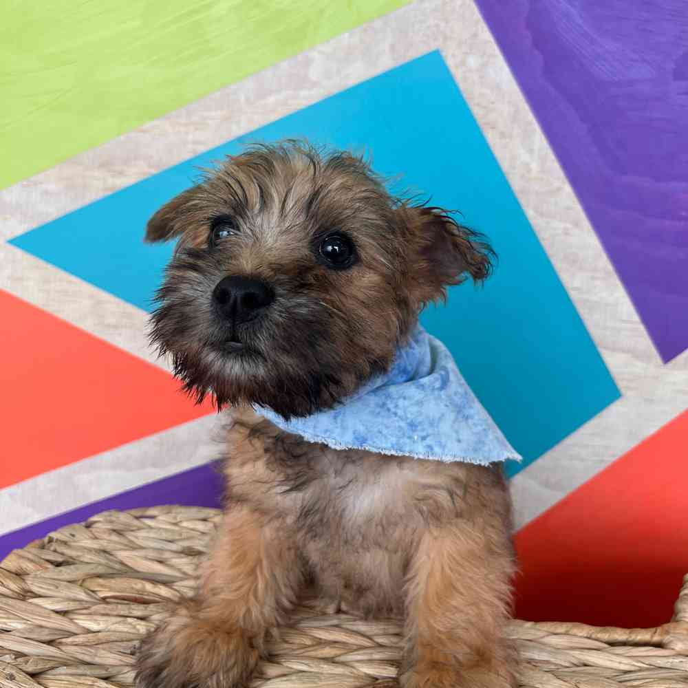 Male Cairn Terrier puppy named Benji for sale at Petland Wichita West.