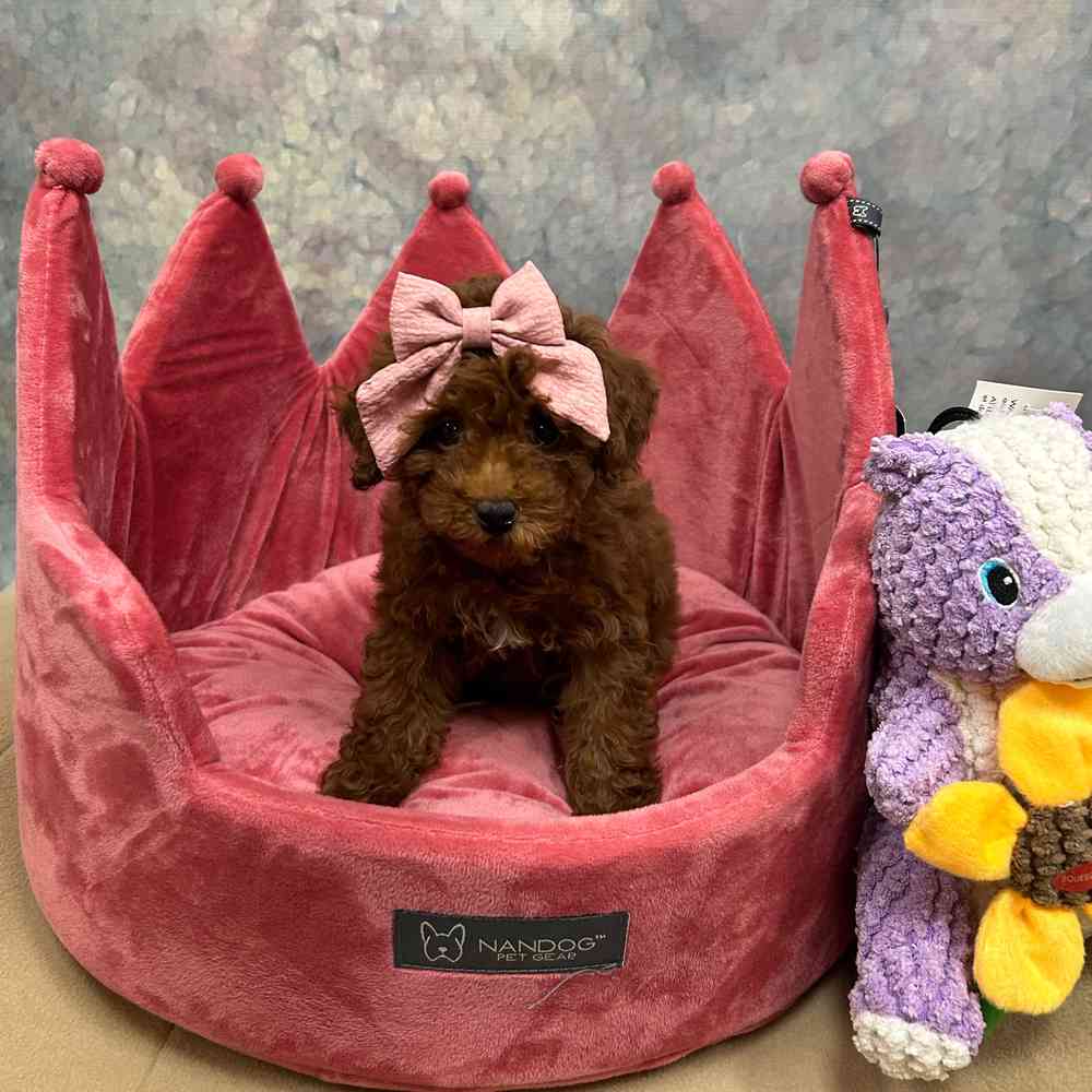 Female Mini Poodle puppy named Cinnamon for sale at Petland Wichita West.