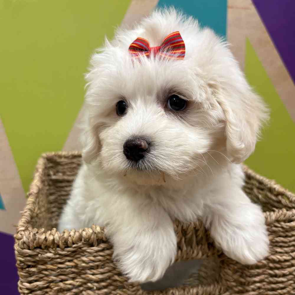 Female Cotonmese puppy named Iris for sale at Petland Wichita West.