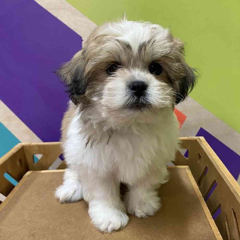 Female Teddy Bear puppy named Tyla for sale at Petland Joplin.