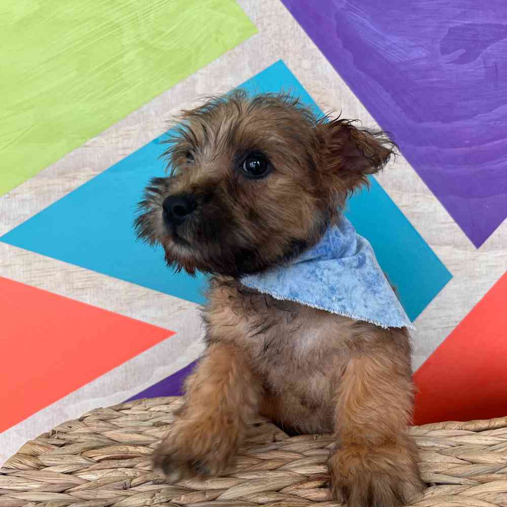 Male Cairn Terrier puppy named Benji for sale at Petland Wichita West.