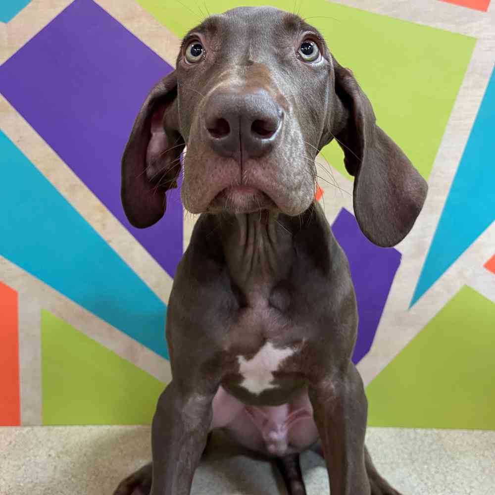 Male Great Dane puppy named Earnie for sale at Petland Joplin.