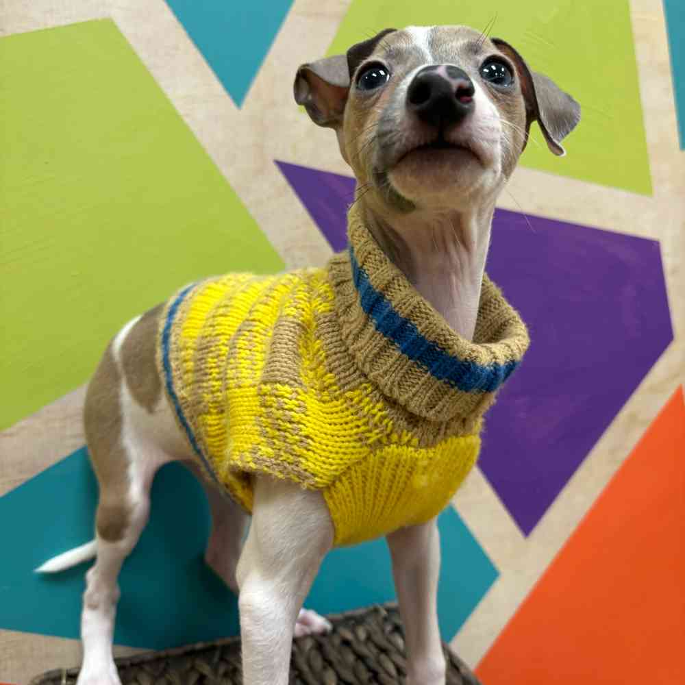 Male Italian Greyhound puppy named Kevin for sale at Petland Wichita West.