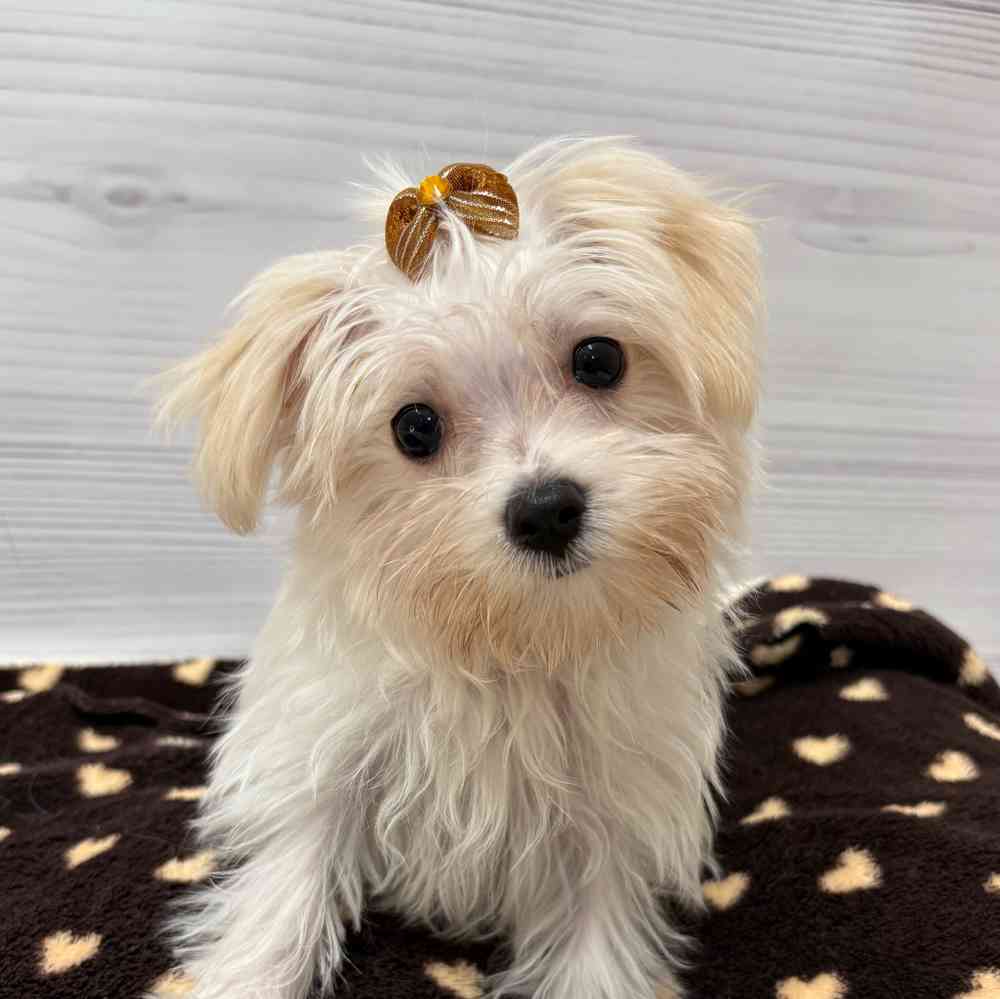 Female Morkie puppy named Elsa for sale at Petland Wichita West.