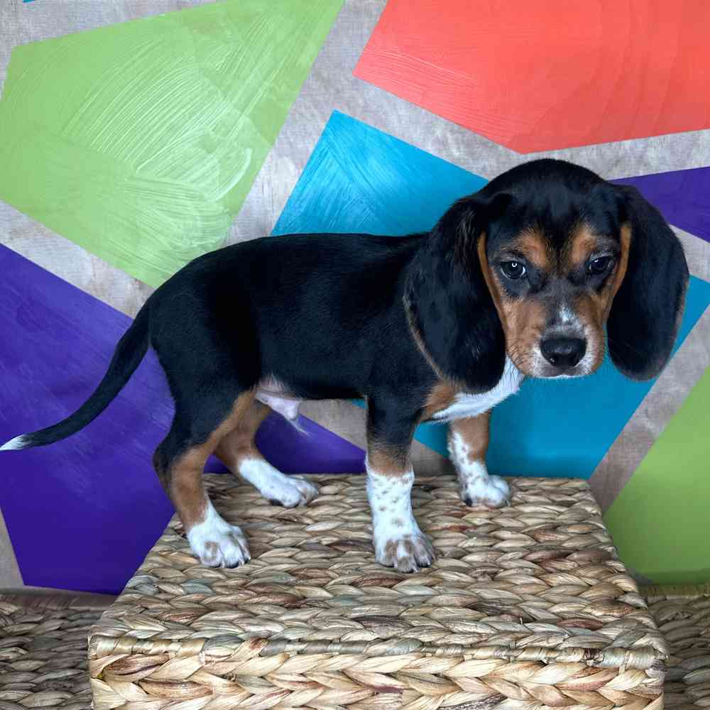 Male Beagle puppy named Sox for sale at Petland Rogers.