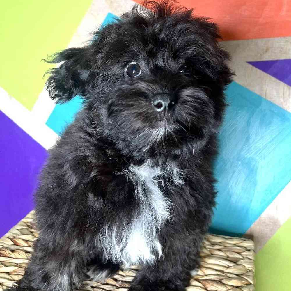 Female Havapoo puppy named Chelsea for sale at Petland Rogers.