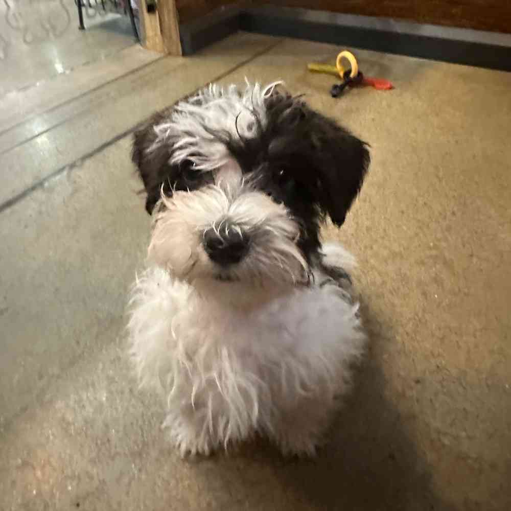 Male Mini Schnauzer puppy named Donnie for sale at Petland Rogers.