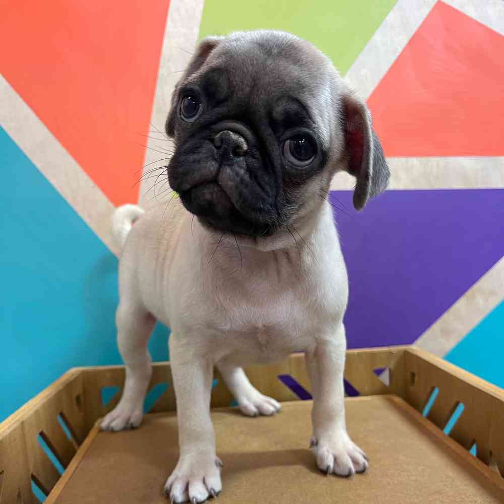 Female Pug puppy named Uma for sale at Petland Rogers.