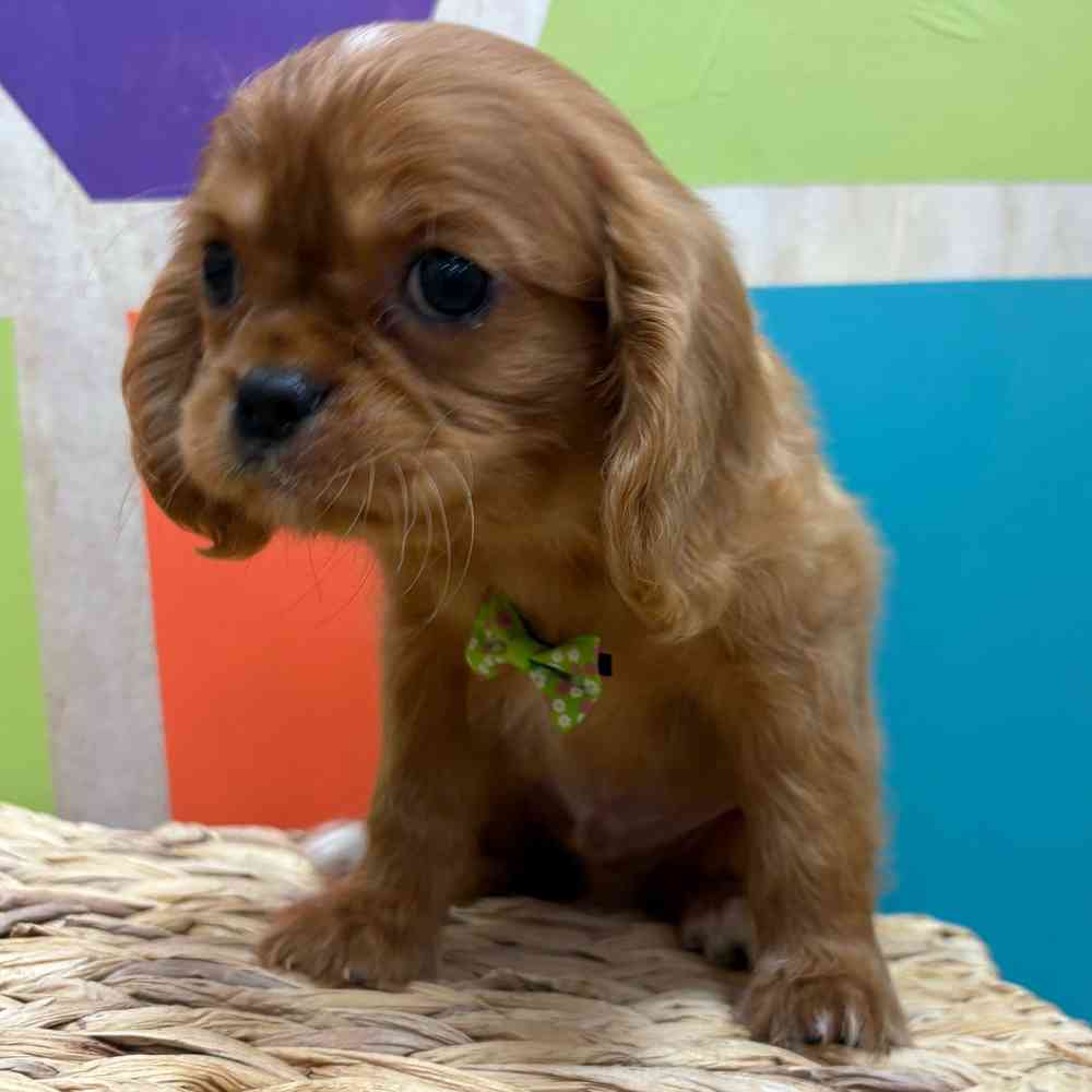 Male Cavalier King Charles Spaniel puppy named Reuben for sale at Petland Wichita West.