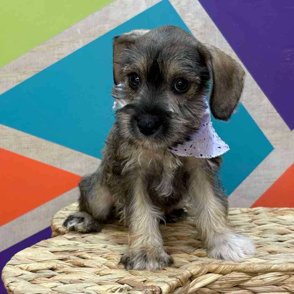Female Mini Schnauzer puppy named Lucy for sale at Petland Rogers.