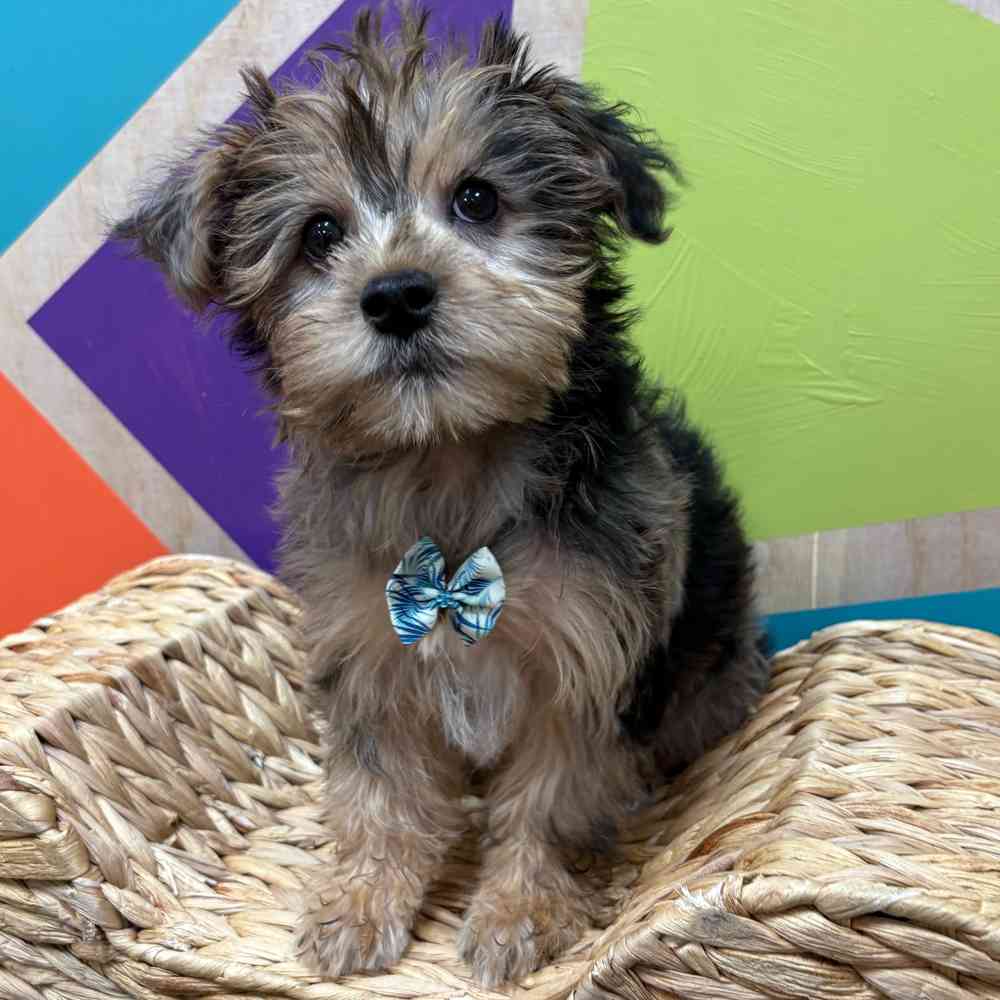 Male Yorkie puppy named Albert for sale at Petland Fayetteville.