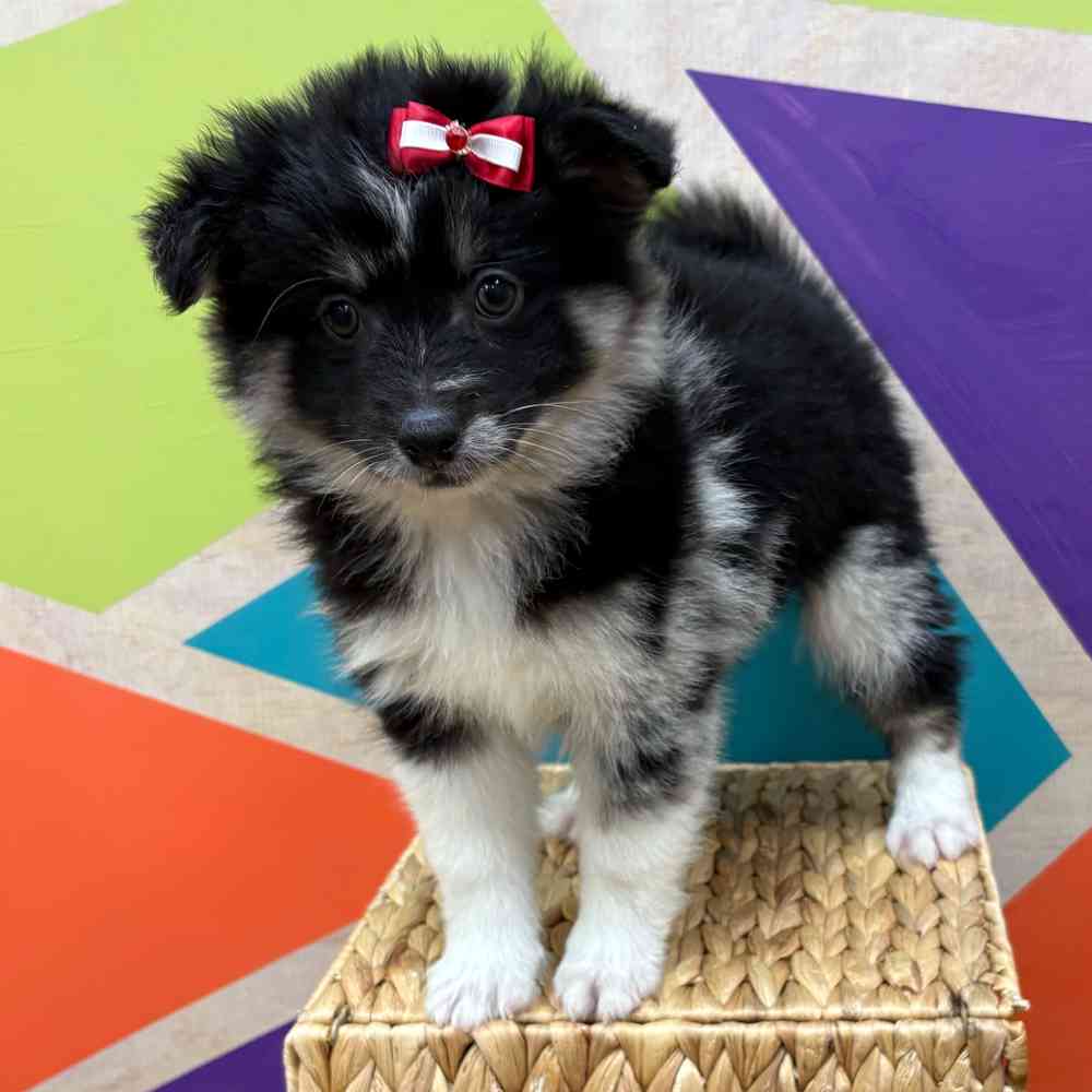 Female Pomsky puppy named Hilda for sale at Petland Wichita West.