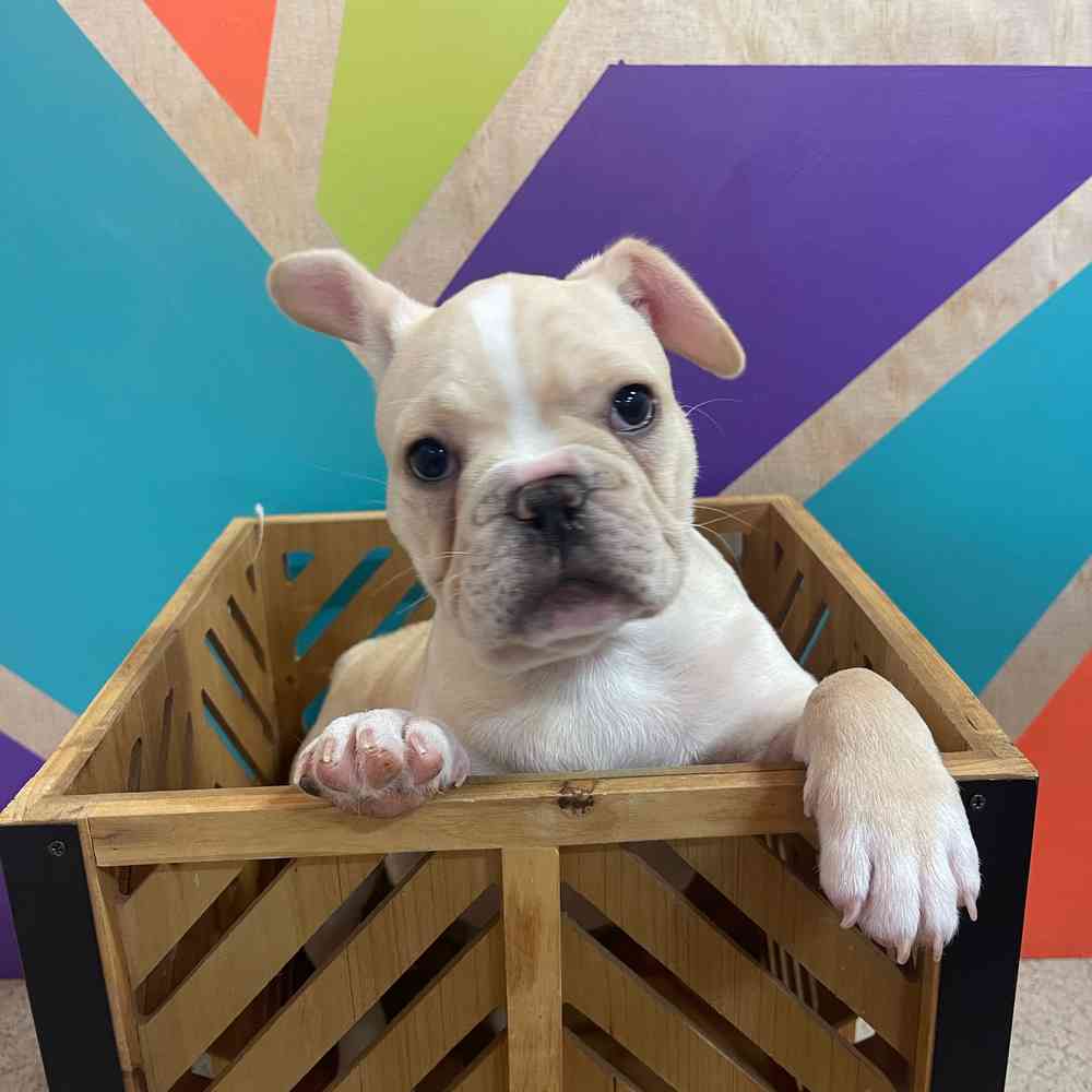 Male French Bulldog puppy named Chico for sale at Petland Joplin.