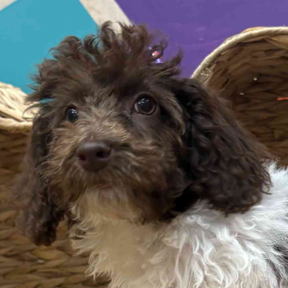 Female Mini Labradoodle puppy named Betty Anne for sale at Petland Wichita West.