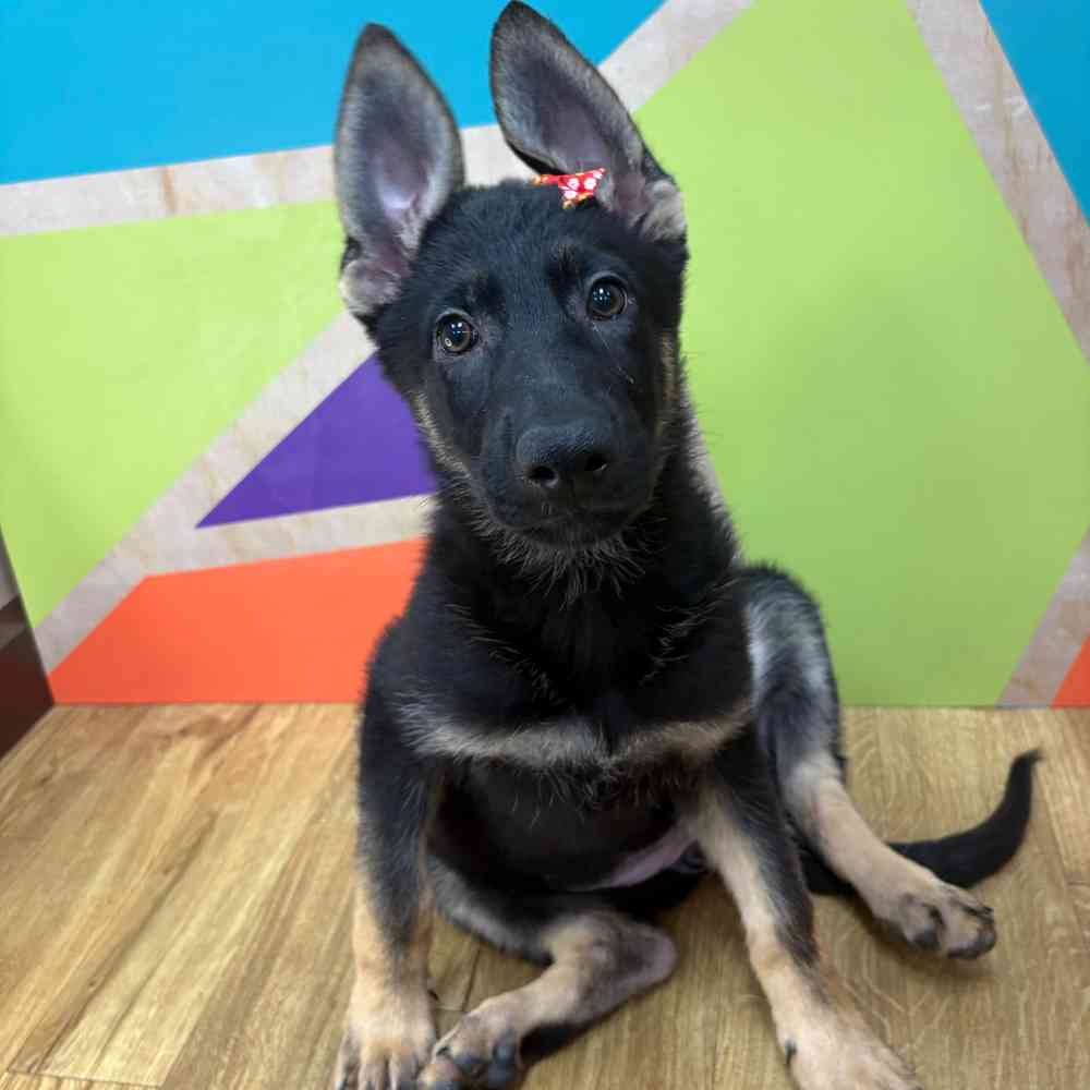 Female German Shepherd puppy named Genevive for sale at Petland Wichita West.