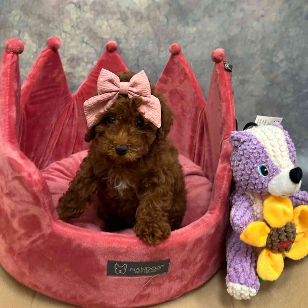 Female Mini Poodle puppy named Cinnamon for sale at Petland Wichita West.
