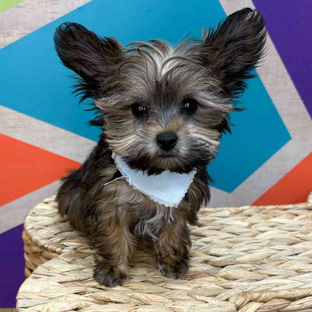 Male Yorkie puppy named Freddie for sale at Petland Wichita West.