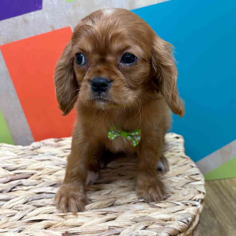 Male Cavalier King Charles Spaniel puppy named Reuben for sale at Petland Wichita West.