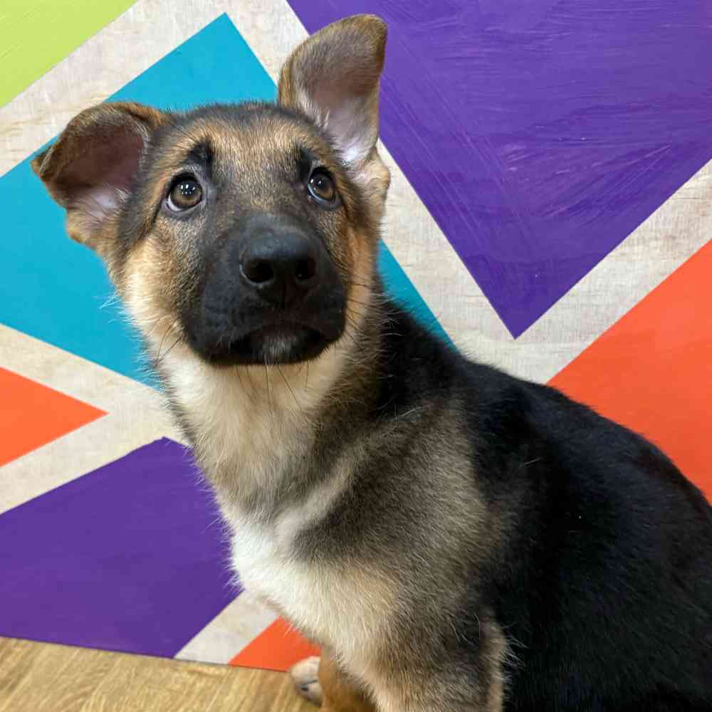Female German Shepherd puppy named Kayda for sale at Petland Wichita West.